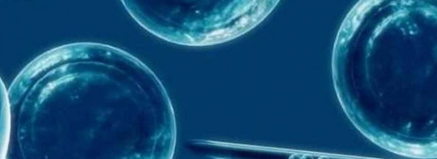 Células madre a través de un microscopio/EFE-archivo