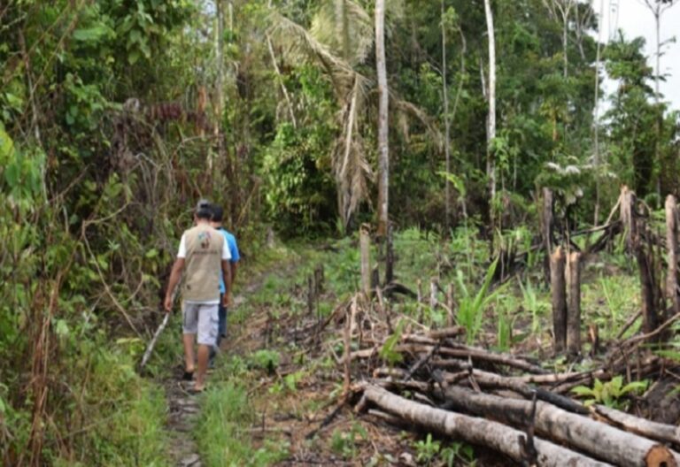 Obispos de la Amazonía indignados por “carta blanca a la deforestación” en Perú